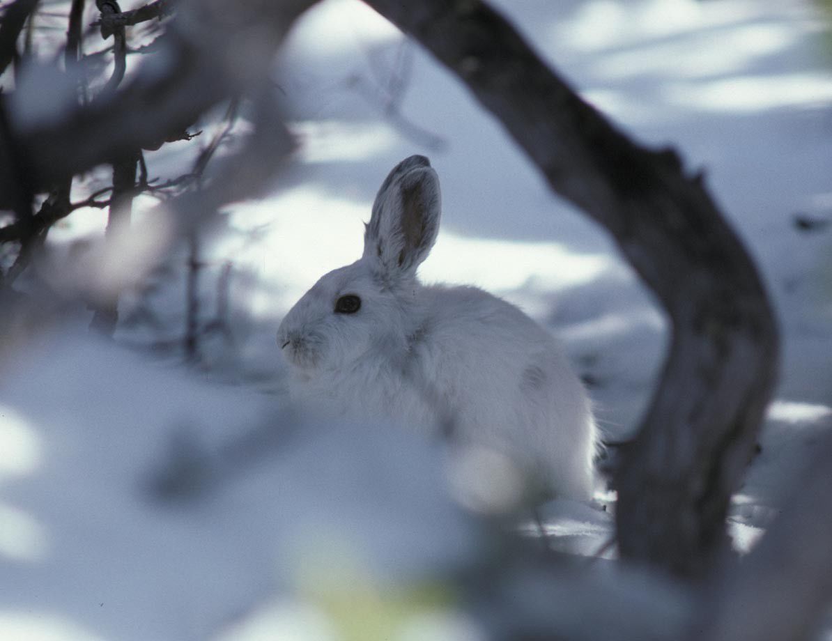 Snowshoe hare (Lepus americanus)